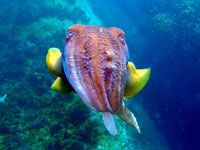 Cuttlefish.jpg - large